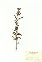 藏品(繖序美洲假澤蘭)的圖片